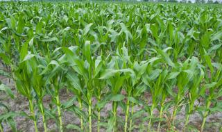 玉米病虫害防治 玉米病虫害防治