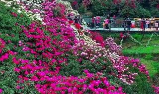 中长跑训练计划 中长跑训练计划