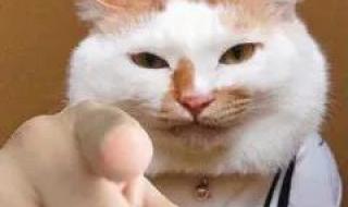 又凶又可爱的表情包