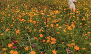 深圳凤凰山好玩吗