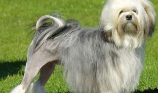 微笑天使狗 微笑天使狗