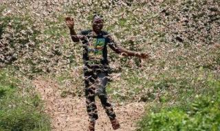 蝗灾时蝗虫真的吃人吗 蝗灾时蝗虫真的吃人吗